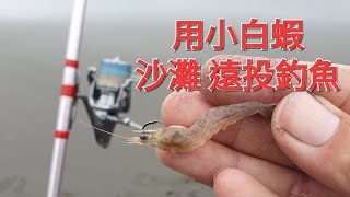 小白蝦遠投可以釣到什麼魚？線西肉粽角沙灘2023/12/06