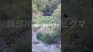 興部川　野生のヒグマ発見！