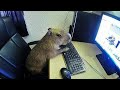 ok i pull up (capybara)