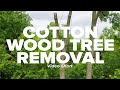 Cottonwood Tree Removal Short