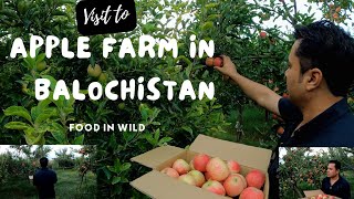 Visit to Fresh Apples Farm in Quetta, Pakistan