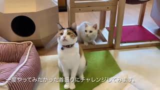 一度やってみたかった首振り猫に挑戦してみます。Swing Cats