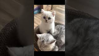 Best of Cats Short Compilation #181 #cats #cat #shorts #short #trending #catvideos #kitten #cute