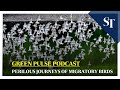Perilous journeys of migratory birds | Green Pulse Podcast Ep 29