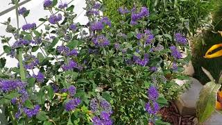 Caryopteris grand bleu/Bluebeard flowers/blue mist /caryopteris...@tanbinhashem8005