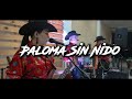 Paloma Sin Nido - En Vivo