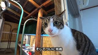 ど素人が猫6匹のためにベランダに屋根を作ってみた【DIY】