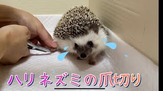 丸まらないハリネズミの爪切り