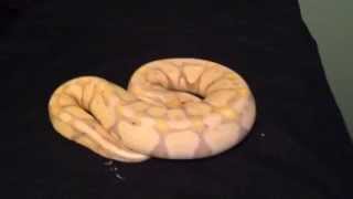Ball Python Collection 2015!