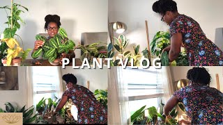 Plant Vlog | Propagating, Spraying, Snipping Yellow Leaves and Watering Plants