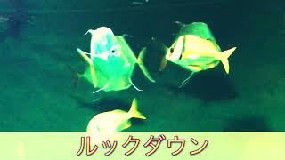 息子制作　生き物動画「ルックダウン」