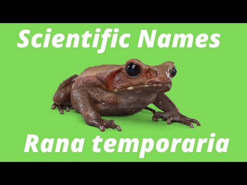 Is species and scientific name the same?