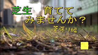 芝生育ててみませんか？～ 芝張り編