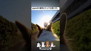 gopro背負ったｲｯﾇの朝散歩。 #雑種犬 #保護犬 #gopro #犬のいる暮らし