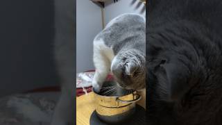 水遊びにハマる猫【cat playing in water】#shorts #cat #ブリティッシュショートヘア