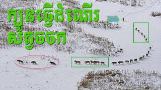 ក្បួនធ្វើដំណើរសត្វចចក Wolf walk