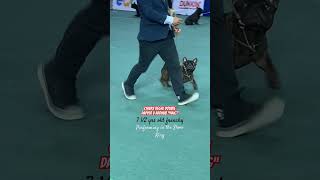 French Bulldog “Haig” good performance in the show ring #frenchbulldogshow #frenchbulldog