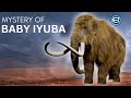 Mammoth resurrection - Story Of Mysterious Ice Age Baby Mammoth