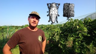 My Vineyard Has the Same Pest That Wiped Out French Vineyards in the 1800s