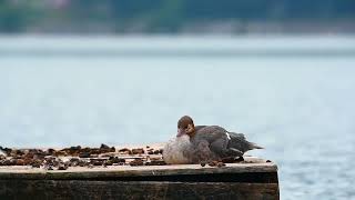 Female common merganser settles down for a lil nap