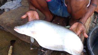 Big Size Chital/Knife Fish Cutting।। Amazing Fish Cutting Skill In Sundarban Fish Market