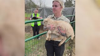 88 animals seized from Grafton farm, Friendship APL of Lorain County reports