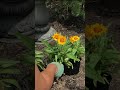 SUNFIRE COREOPSIS FLOWER | KELLYNO GARDEN #SHORTS