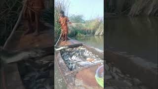 দেশী মাছ #fishing #bdfishinglife #fishingvideo #sholfish #fish #vlog