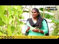 ಕೃಷಿ ಖಜಾನೆ betel leaf farming in kannada vistara krishi koppal viledele ವೀಳ್ಯದೆಲೆ polyhouse