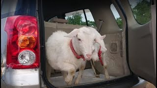 ドライブが好きなヤギ　山羊の山学校