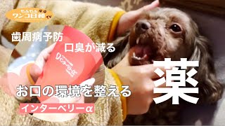 犬の口腔環境を整えて、歯肉炎・口臭予防‼️インターベリーαを動物病院で処方【歯磨き習慣】