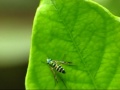 green long legged flies