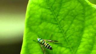 Green Long Legged Flies