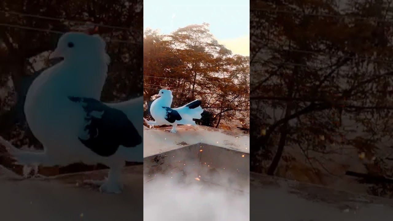 Lakka Kabutar Youtube