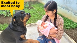 Dog meeting baby for the first time||jerry's reaction video.