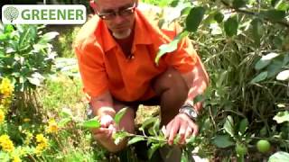 How to grow fruit trees from cutting? Grow Fruit Trees easy!