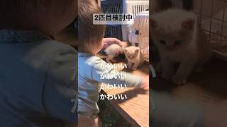 【娘】子猫が来たようなので保護猫カフェに行きました#赤ちゃん #子猫#shorts