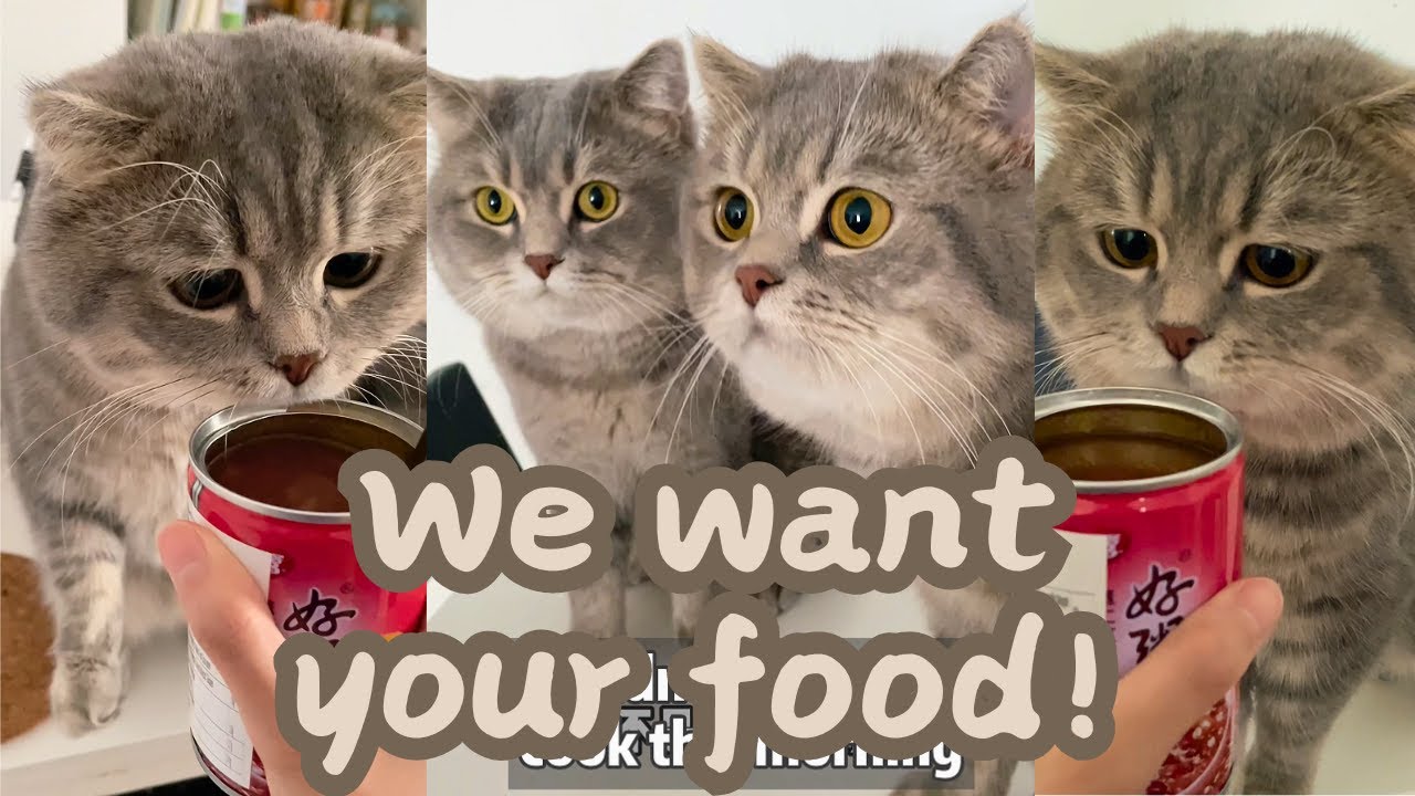 They Thought I M Hiding The Yummiest Snack From Them 真的不是吃的喂 Youtube