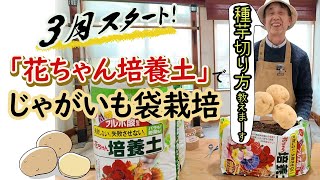 【種芋切り方が分かる】初心者でも出来る！じゃがいも袋栽培