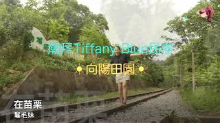 【鬈毛妹在苗栗。向陽田園】潮拜TIFFANY BLUE民宿＋怒吃吸睛下午茶