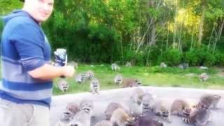 Raccoons going crazy for doritos!