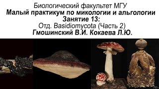 Малый практикум. 13 занятие. Отд. Basidiomycota, часть 2