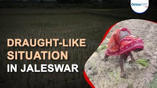 Draught-like situation in Jaleswar