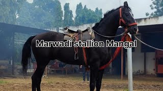 Marwadi stallion Mangal sire Harshvardhan Baba balak Das wala 🐎 मारवाड़ी घोड़ा मंगल 🐎