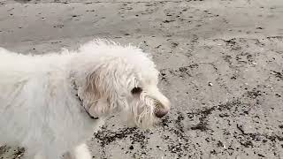 ラブラドゥードル😄メリー☺今朝もルーティン・海散歩🤗大型犬 dog labradoodle