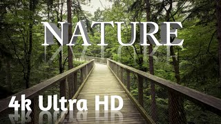 Forest 4K Nature Relaxation Film | Relaxing Music | Jungle, Amazing nature video 4k Rainforestc