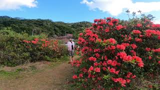 【日本一早咲き桜】桜祭り🌸