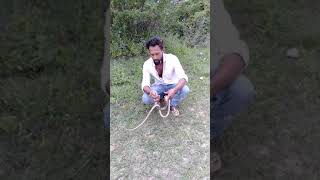 Nellore snake catcher (RatSnake) ( jerripothu) snake 7093488743