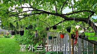 室外兰花update