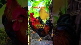 民间故事-神奇大公鸡（下）#故事 #情感 #民間故事 #民間故事大全 #audiobook #人生感悟 #人生经验#传统文化 #正能量#奇聞異事 #老年人幸福生活#佛说 #养老金 #养老